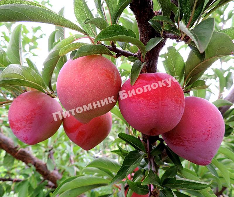 Слива Формоза