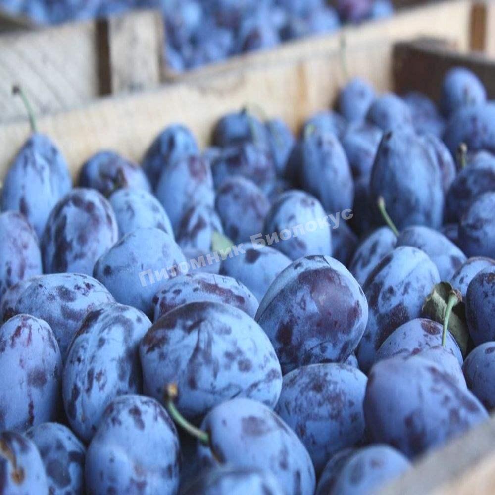 Слива Геркулес