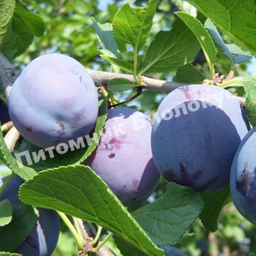 Слива Герман