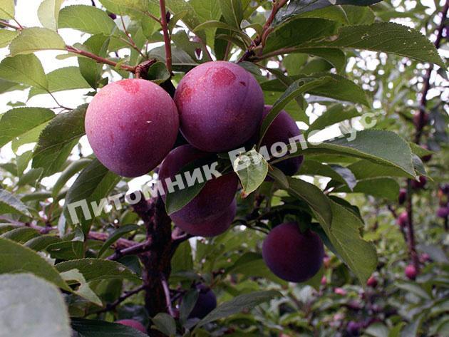 Слива Гигант Бербанк