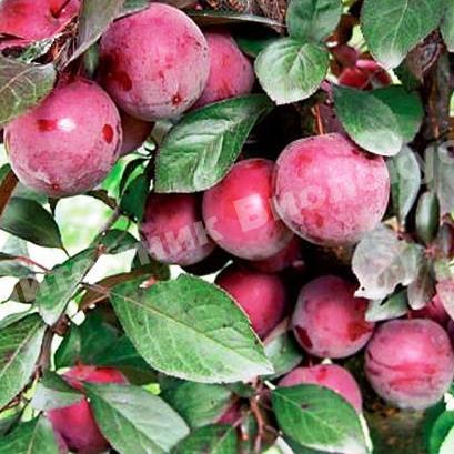 Слива Голливуд