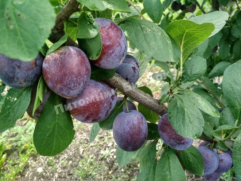 Слива Кабардинская ранняя