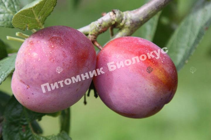 Слива Королева Виктория