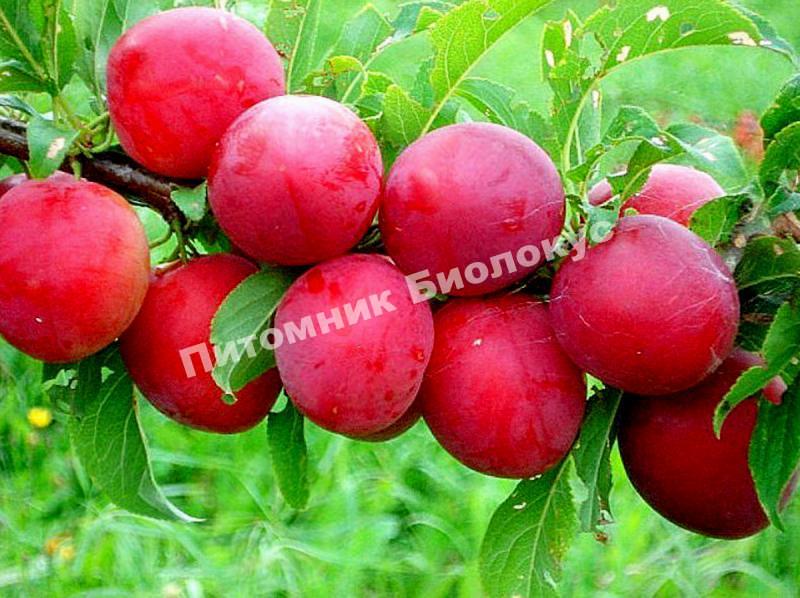 Слива Красный шар