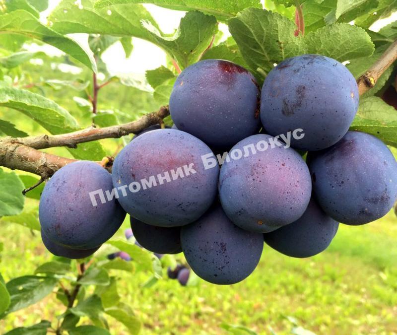 Слива Кромань