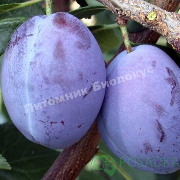 Слива Любимица султана