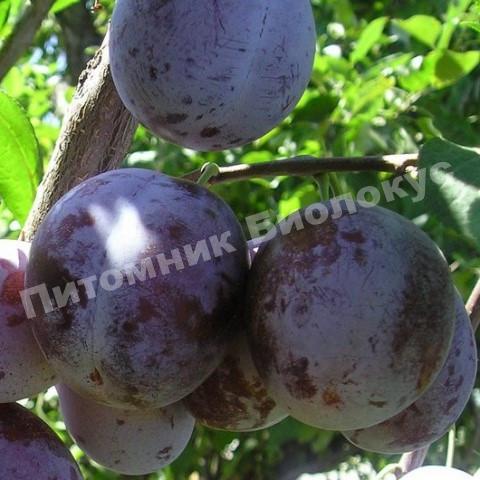 Слива Монфор