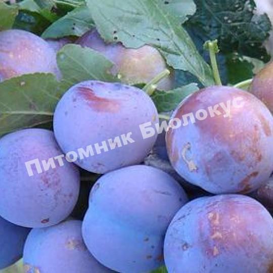 Слива Награда Неманская