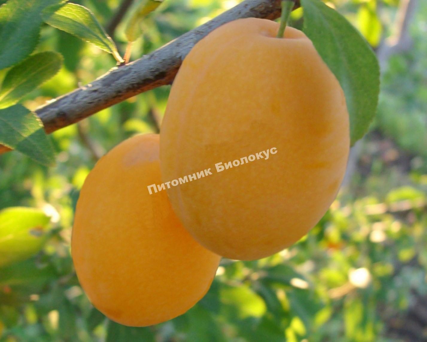 Слива Никольская желтая