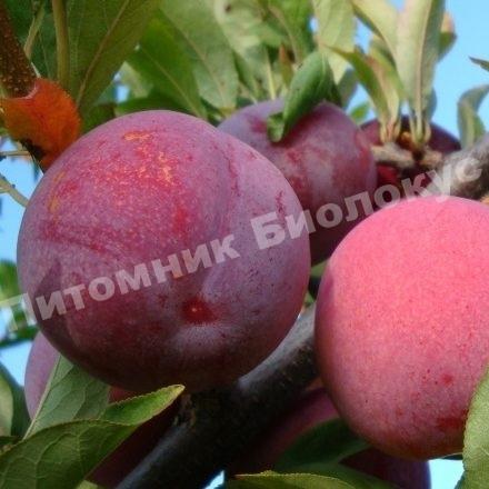 Слива Оцарк Премьер