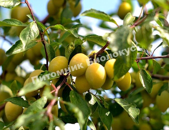 Слива Очаковская желтая