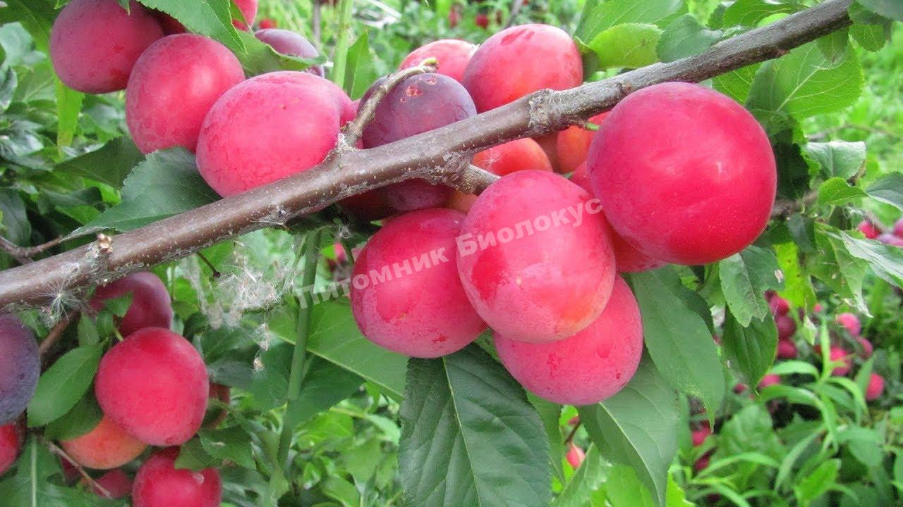 Cлива Орловский сувенир