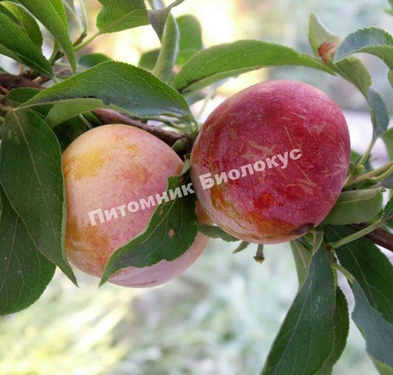 Слива Память Тимирязева