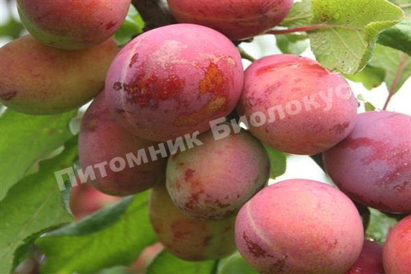 Слива колоновидная память Тимирязева