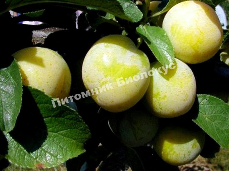 Слива Ранняя Лошицкая