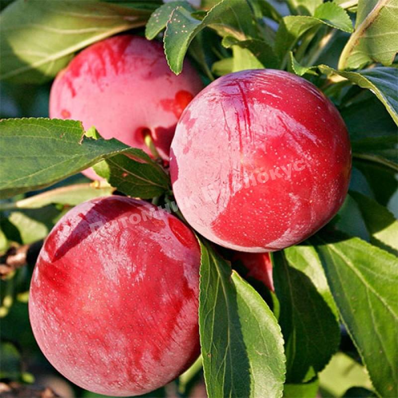 Cлива Ренклод альтана