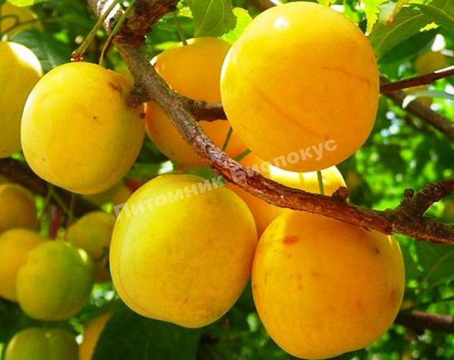 Cлива Ренклод де Бове