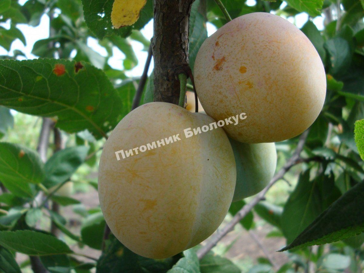 Слива Ренклод Горе Морена