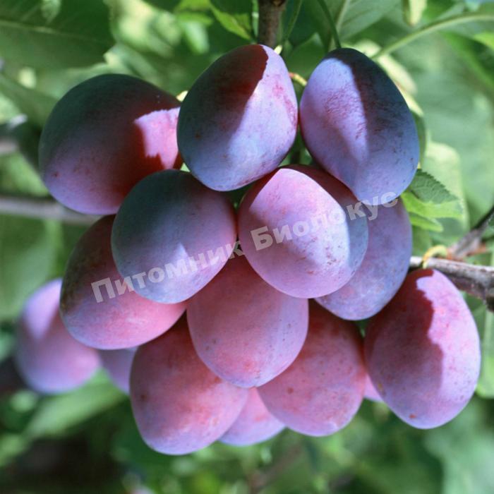 Cлива Ренклод Карбышева