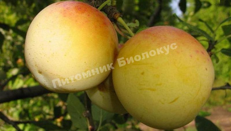 Cлива Ренклод ранний