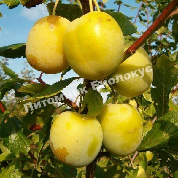 Слива Ренклод