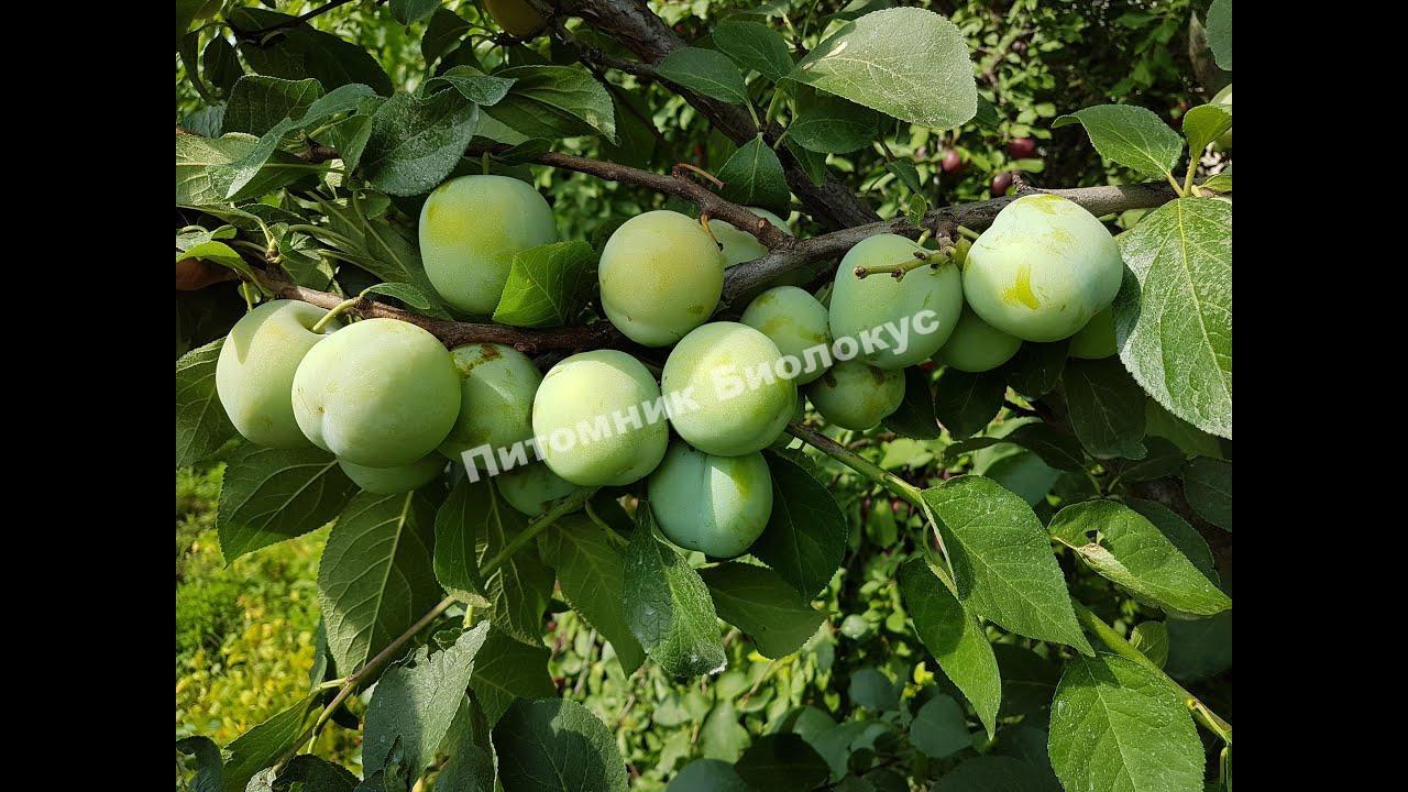 Слива Ренклод зеленый