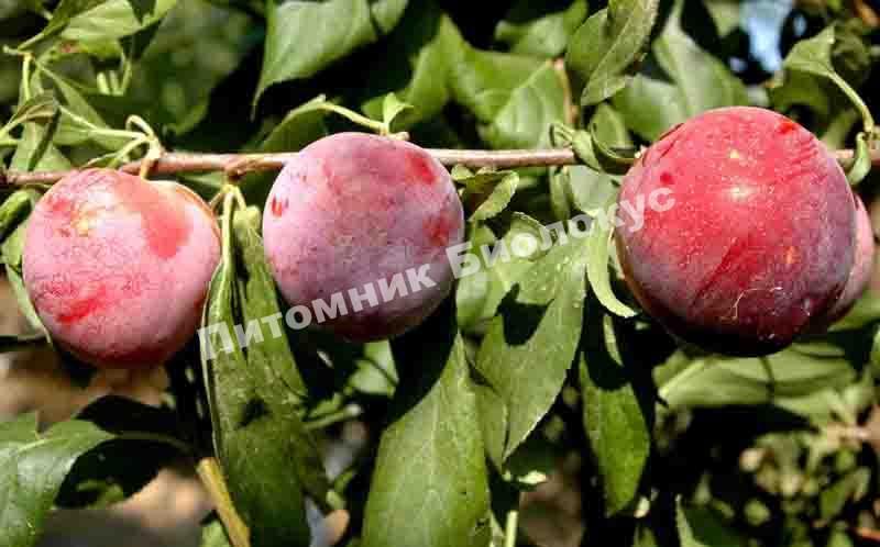 Слива Санта Роза