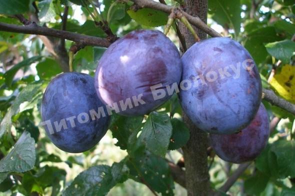 Слива Штутгарт