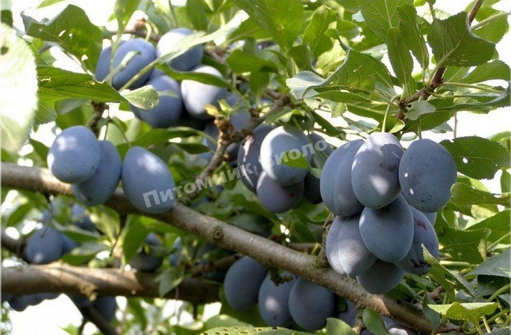 Слива Сильвия