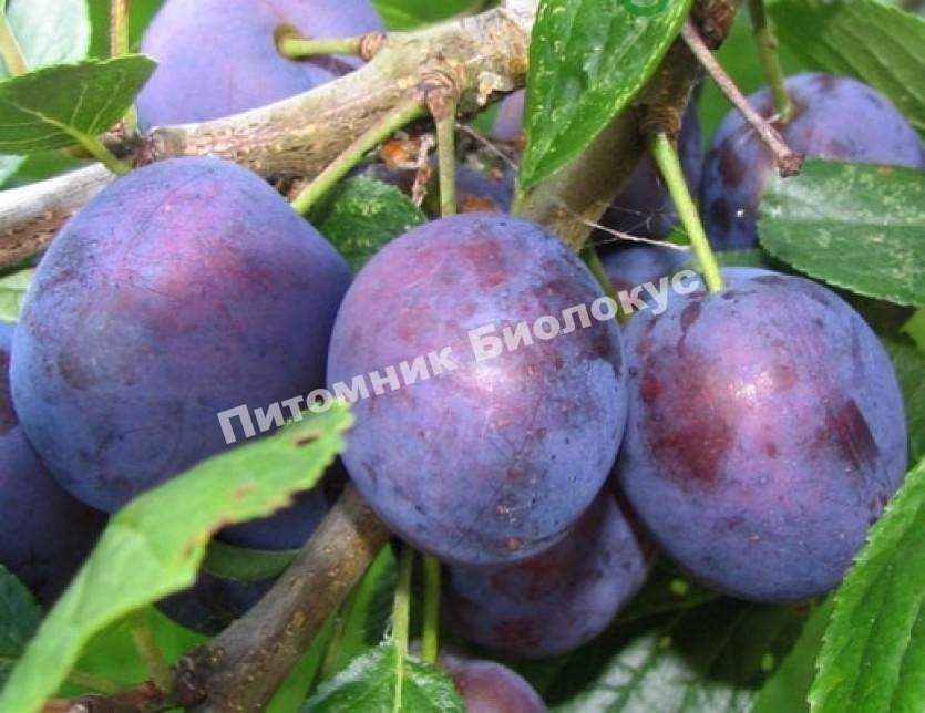 Слива Синяя птица