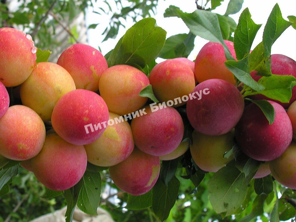 Слива Скороплодная