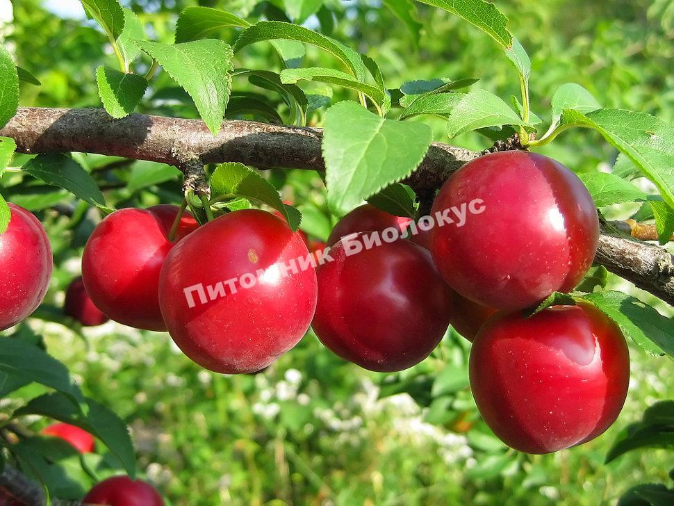 Слива Скороспелка красная