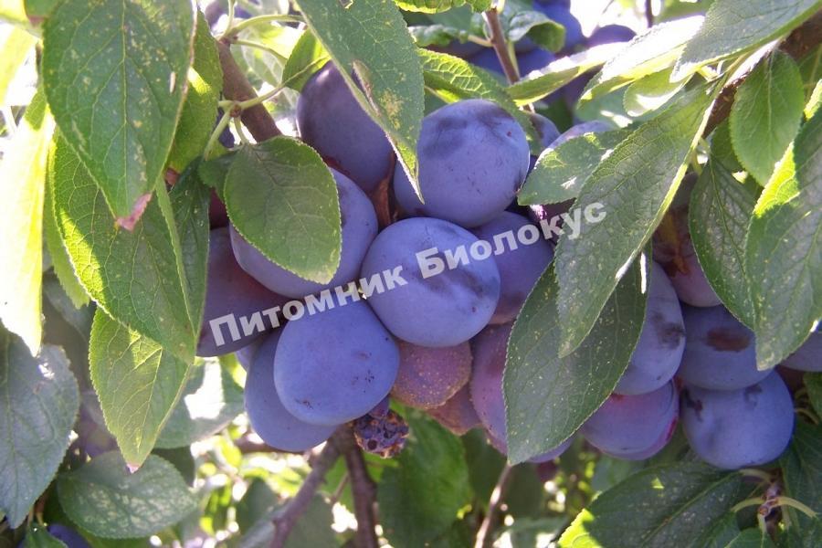 Слива Смолинка