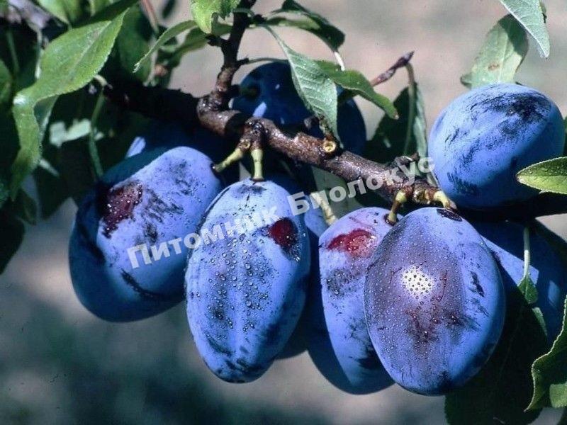 Cлива Чернослив