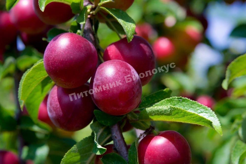 Слива Красивая Веча