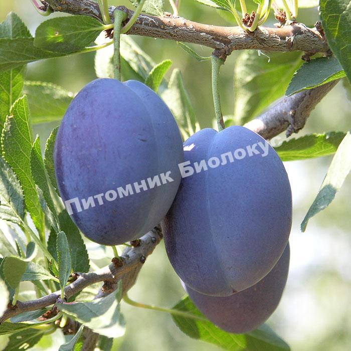 Слива Стенлей