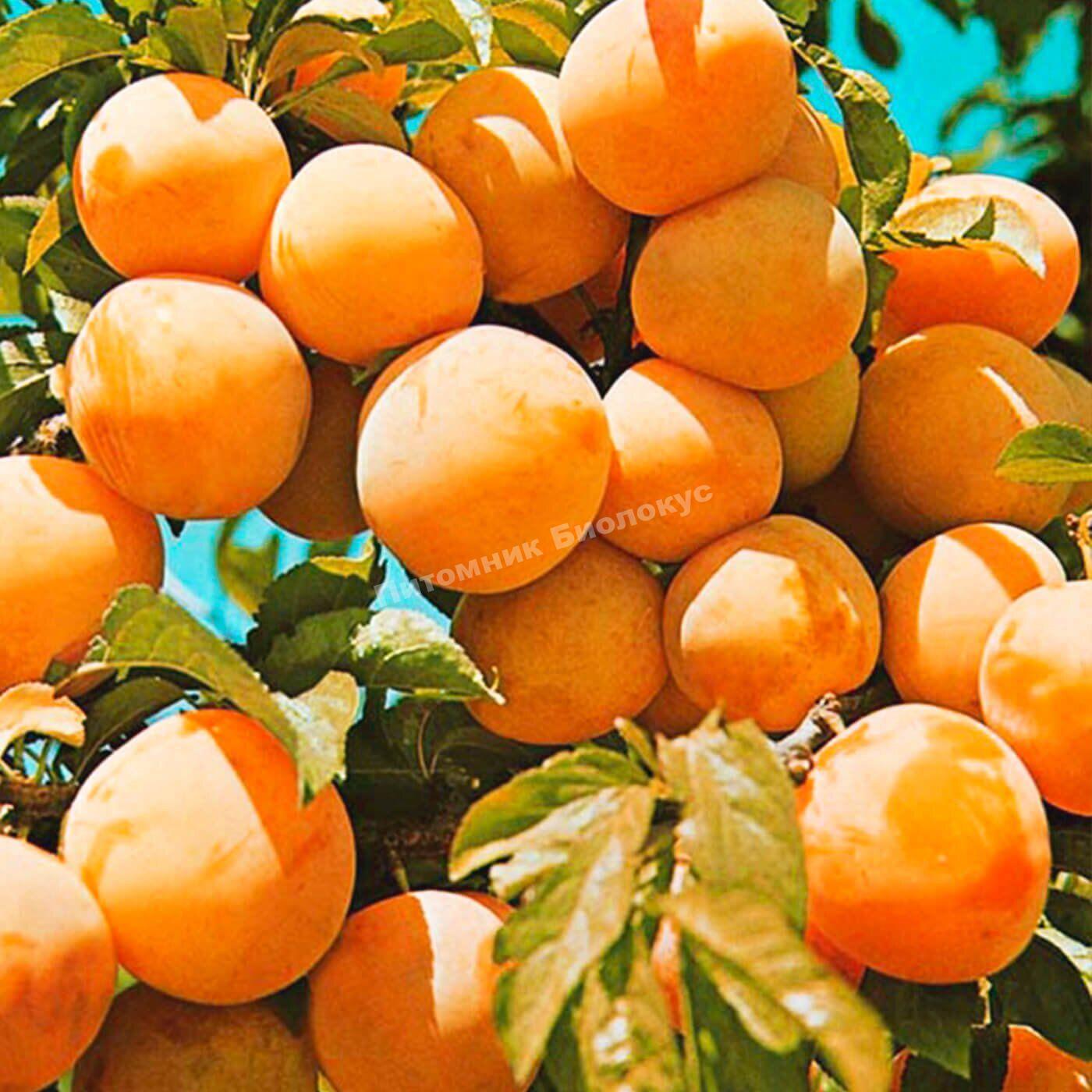 Cлива Супериор