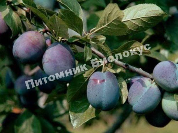 Слива Тульская черная