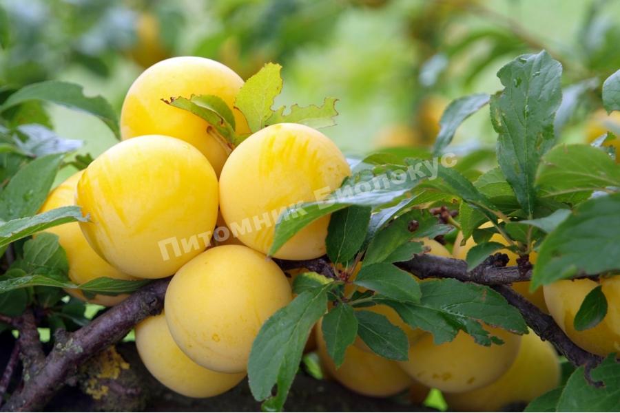 Cлива Уссурийская