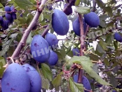 Слива Валор