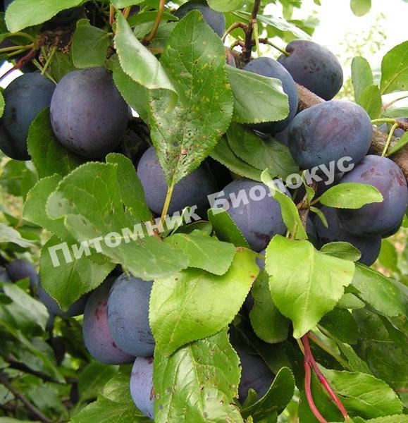 Слива Венгерка Белорусская