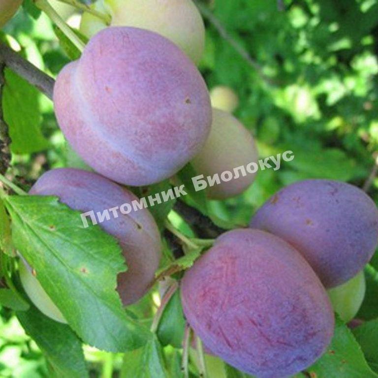 Слива Волжская красавица