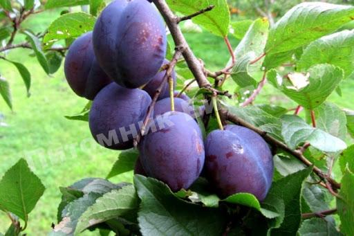 Cлива Ханум