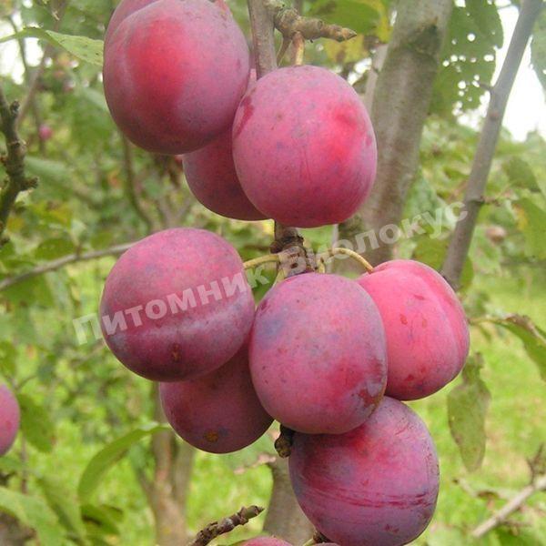 Слива Юбилеум