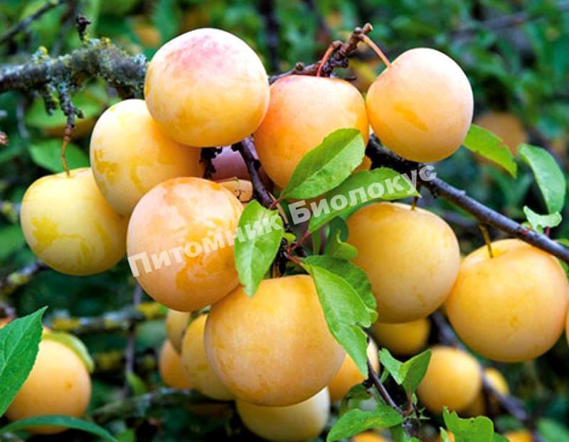 Слива Золотистая крупная