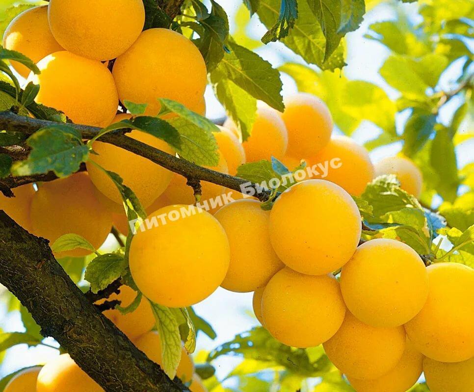 Слива Золотистая ранняя