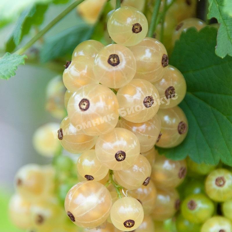 Смородина белая Десертная