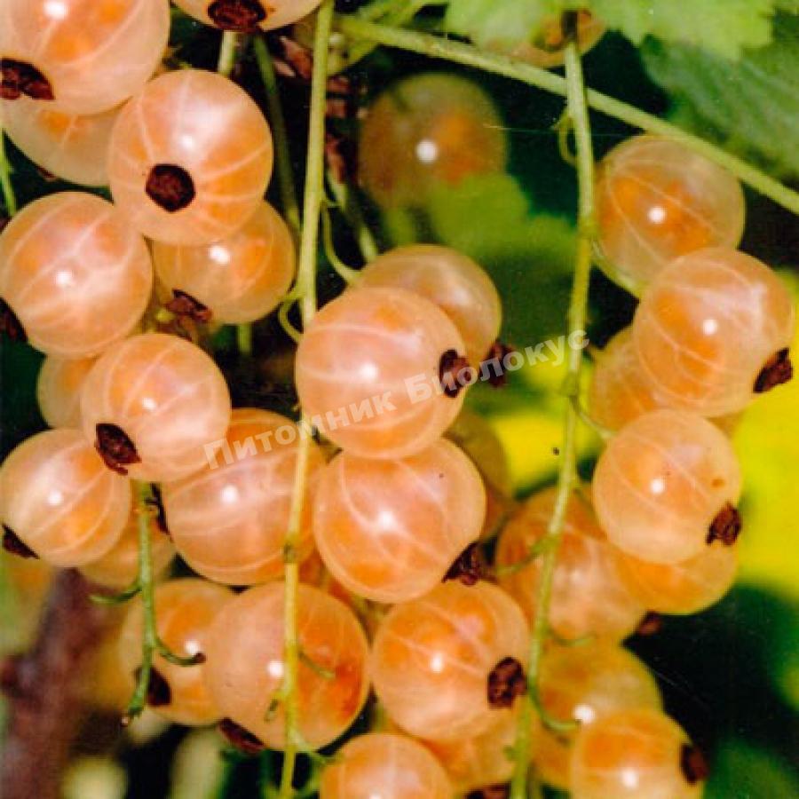 Смородина белая Виноградная