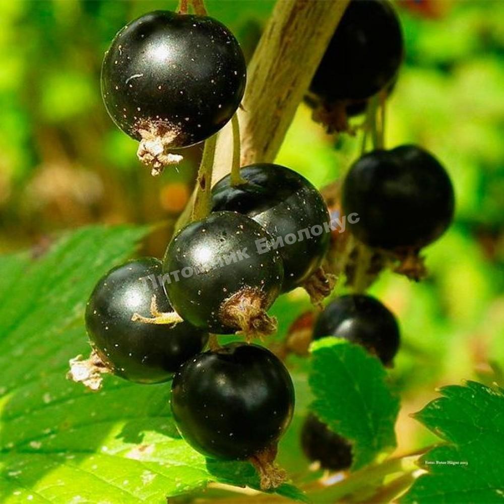 Смородина черная Аметист