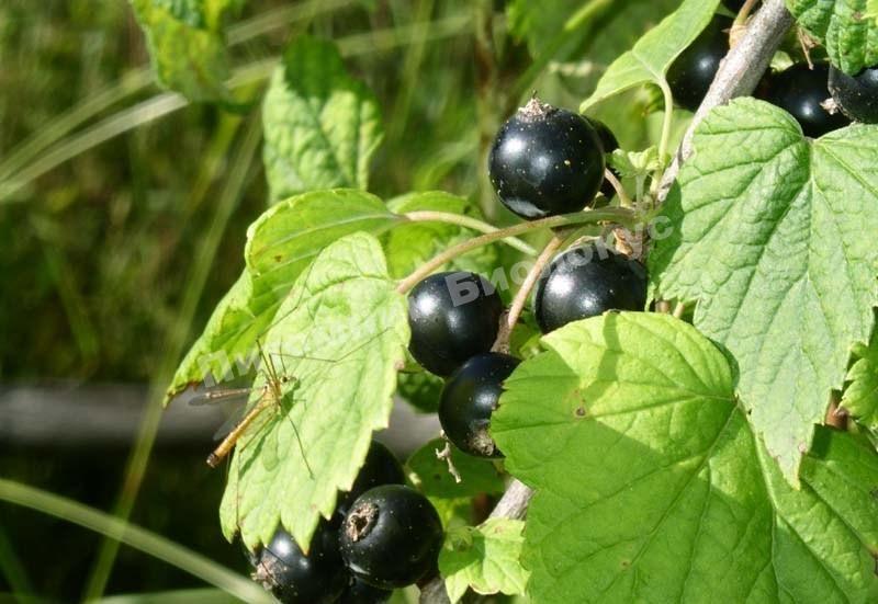 Смородина черная Аркадия